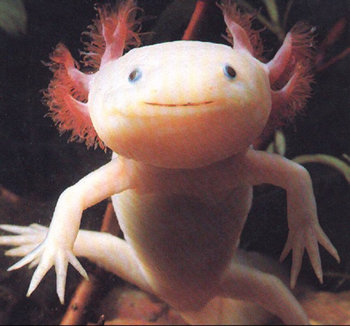 Image result for axolotl