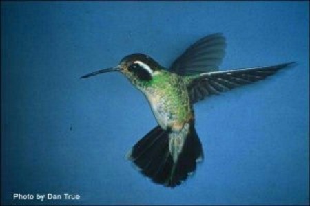 Hummingbird