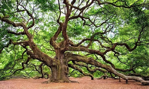 Oak tree