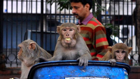 three monkeys in a garbage bin