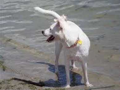 a white dog on the beach