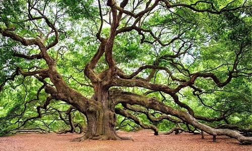 oak-tree.jpg