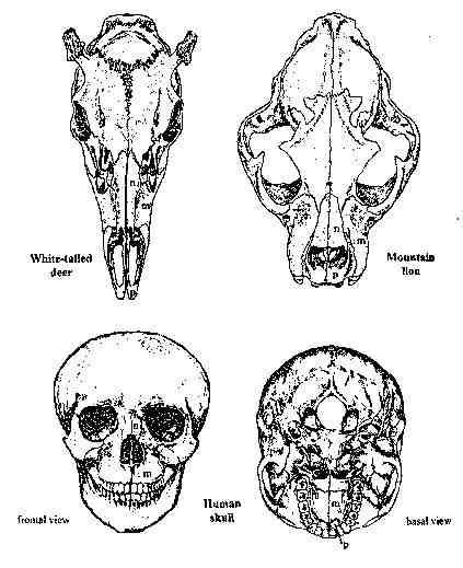 Figure 1.  Skulls of deer, lion, and human